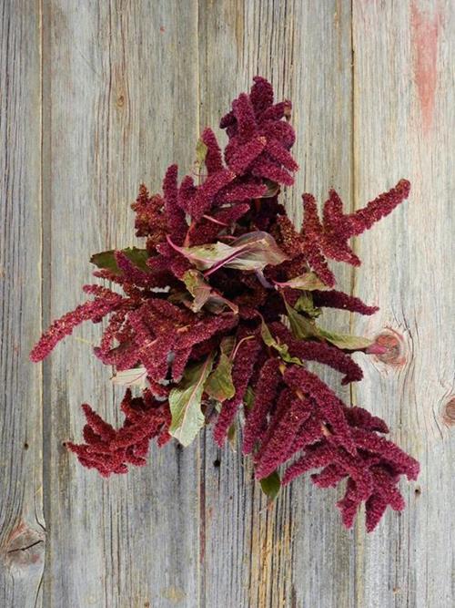 UPRIGHT RED  AMARANTHUS